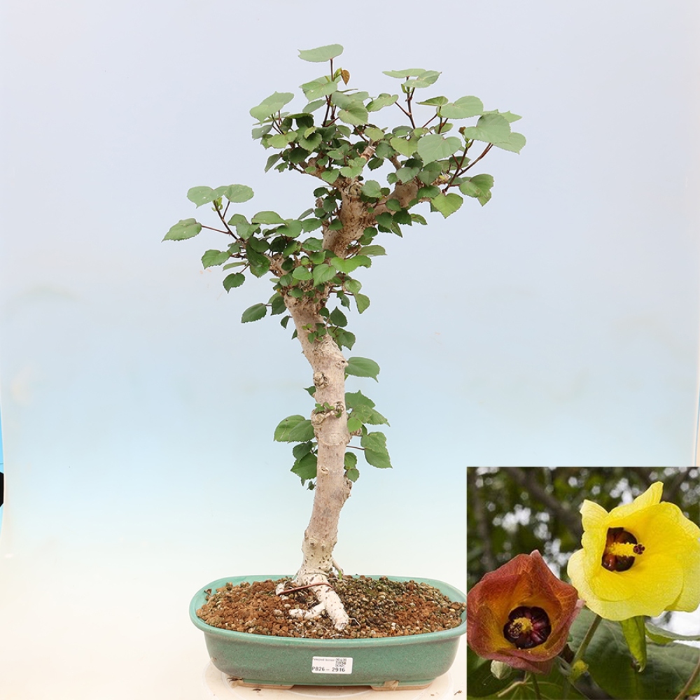 Beltéri bonsai - Hibiscus tiliaceus - tengeri hibiszkusz