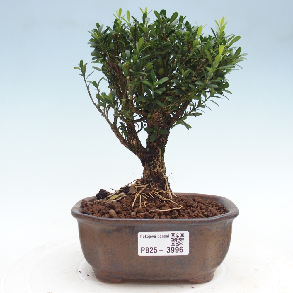 Szobai bonsai - Buxus harlandii - parafa buxus