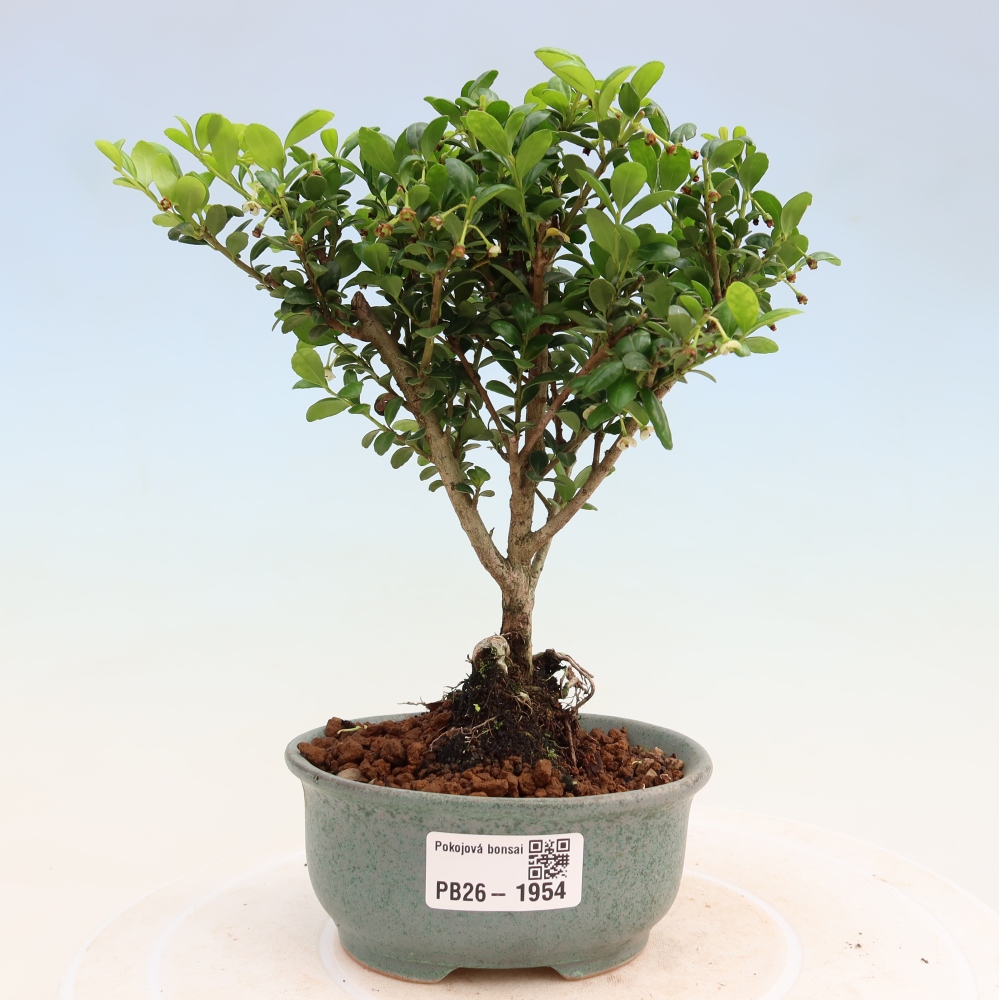 Szobai bonsai - Ilex crenata - Holly