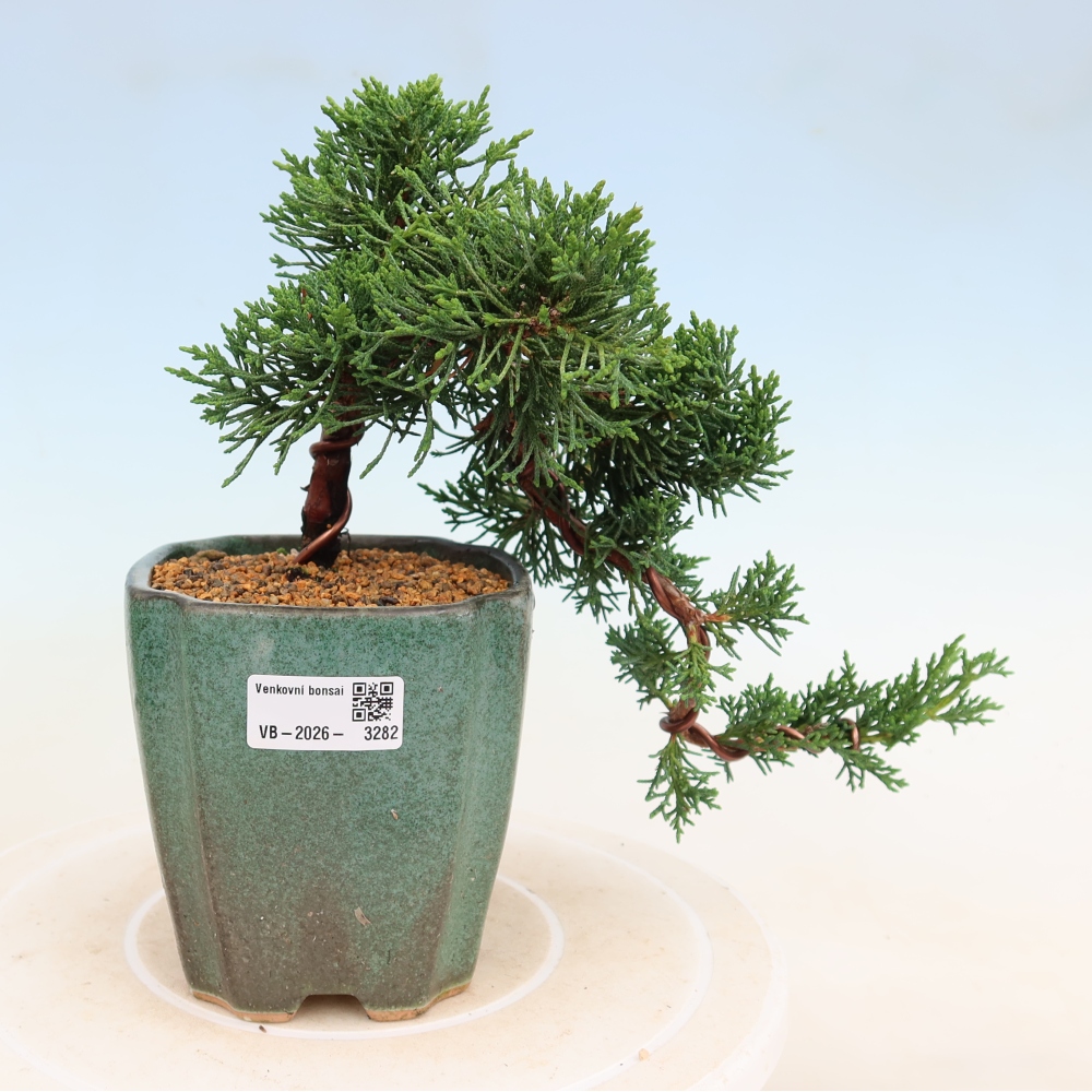 Kültéri bonsai - Juniperus chinensis Kishu