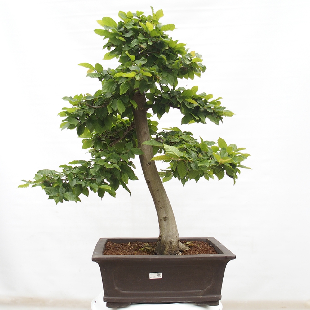 Kültéri bonsai - gyertyán - Carpinus betulus