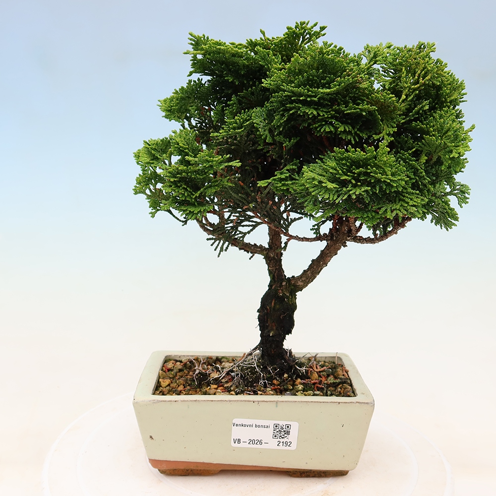 Kültéri bonsai - Cham.pis obtusa Nana Gracilis - ciprus