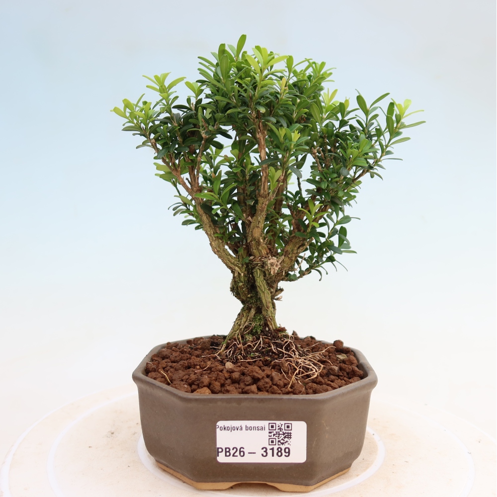 Szobai bonsai - Buxus harlandii - parafa buxus