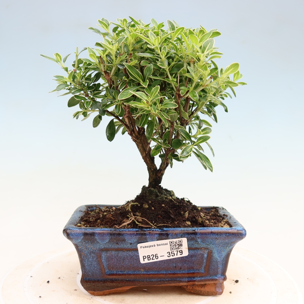 Szobai bonsai - Serissa foetida Variegata - Az ezer csillag fája