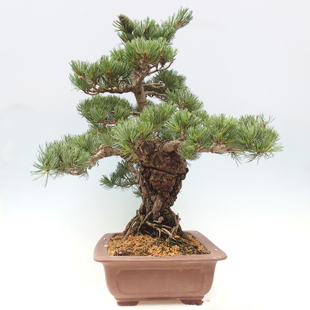 Kültéri bonsai - Pinus parviflora - Pinus parviflora
