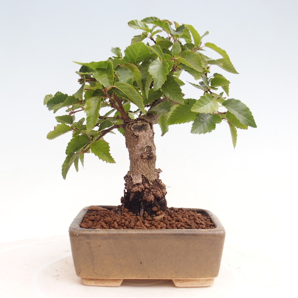Kültéri bonsai -Carpinus CARPINOIDES - Koreai gyertyánfa