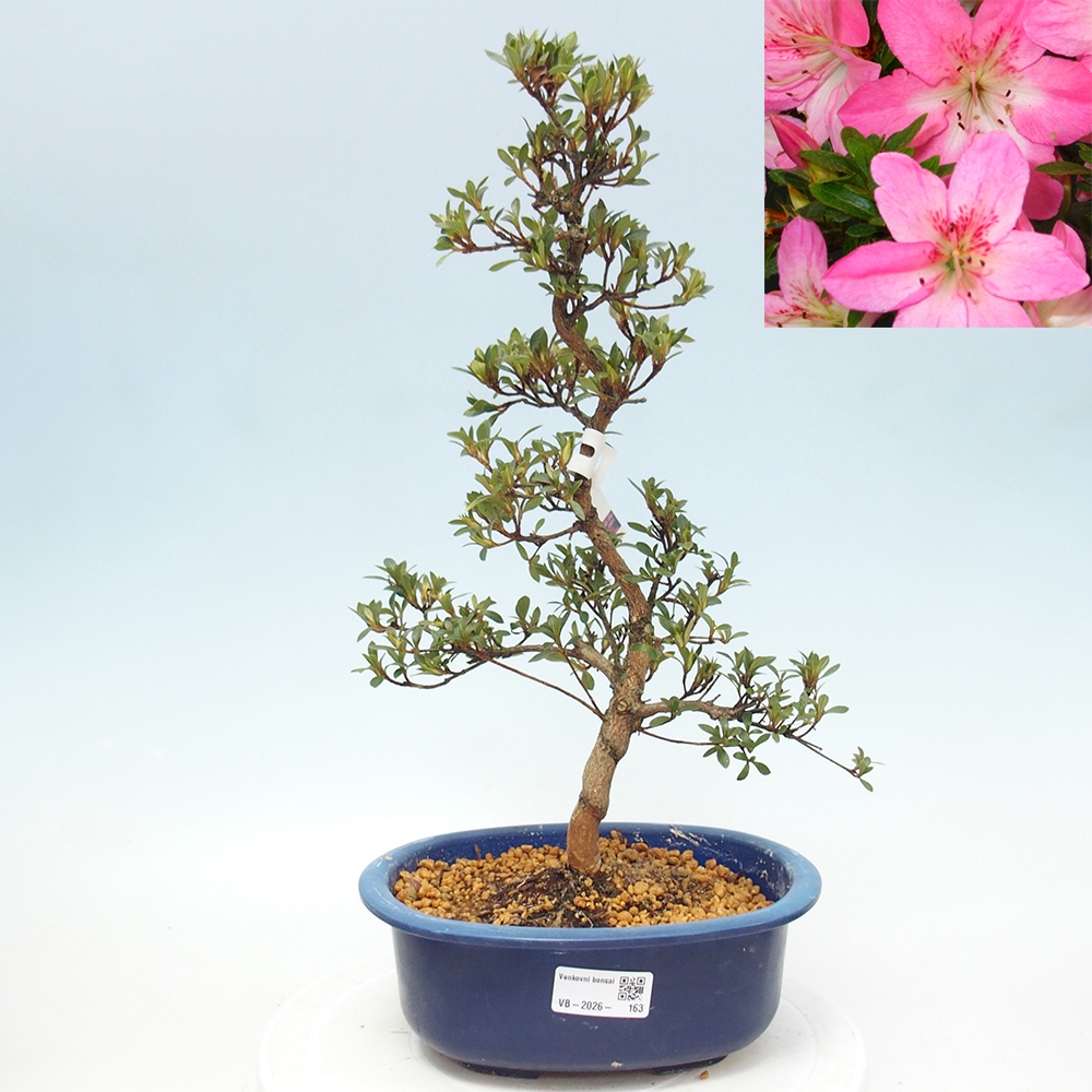 Kültéri bonsai - Japán azálea - Azalea Nasuno