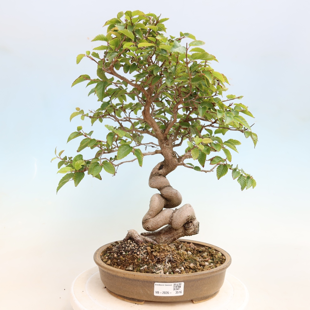 Kültéri bonsai -Carpinus CARPINOIDES - Koreai gyertyánfa