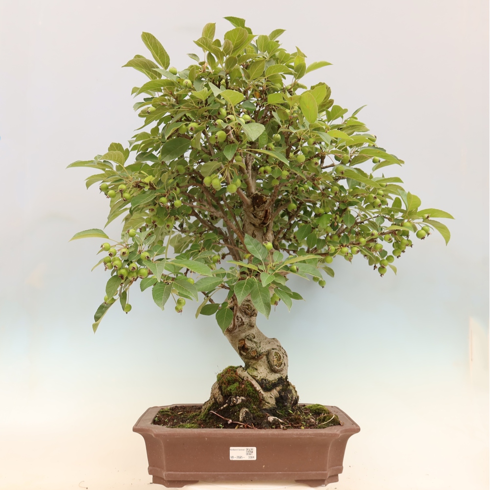 Kültéri bonsai -Malus halliana - Kis gyümölcsű almafa