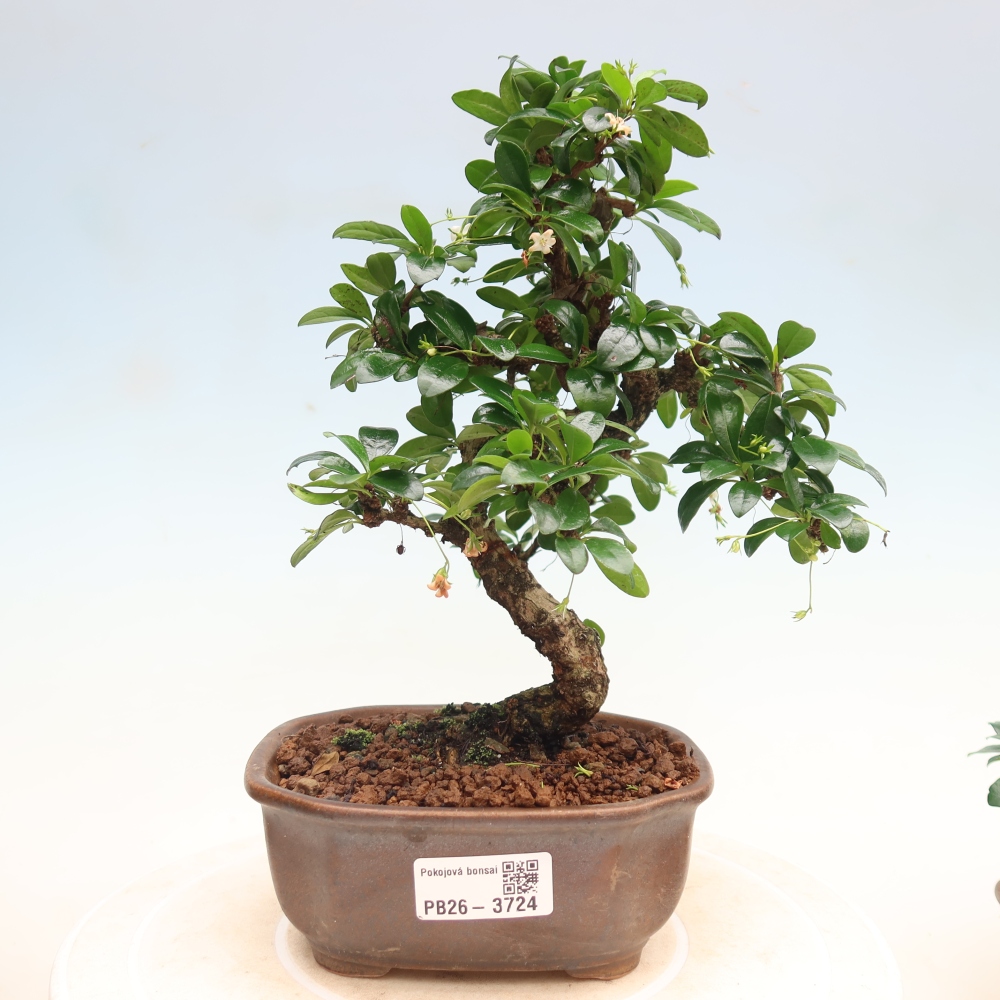 Szobai bonsai - Carmona macrophylla - Tea fuki