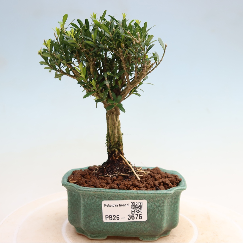 Szobai bonsai - Buxus harlandii - parafa buxus
