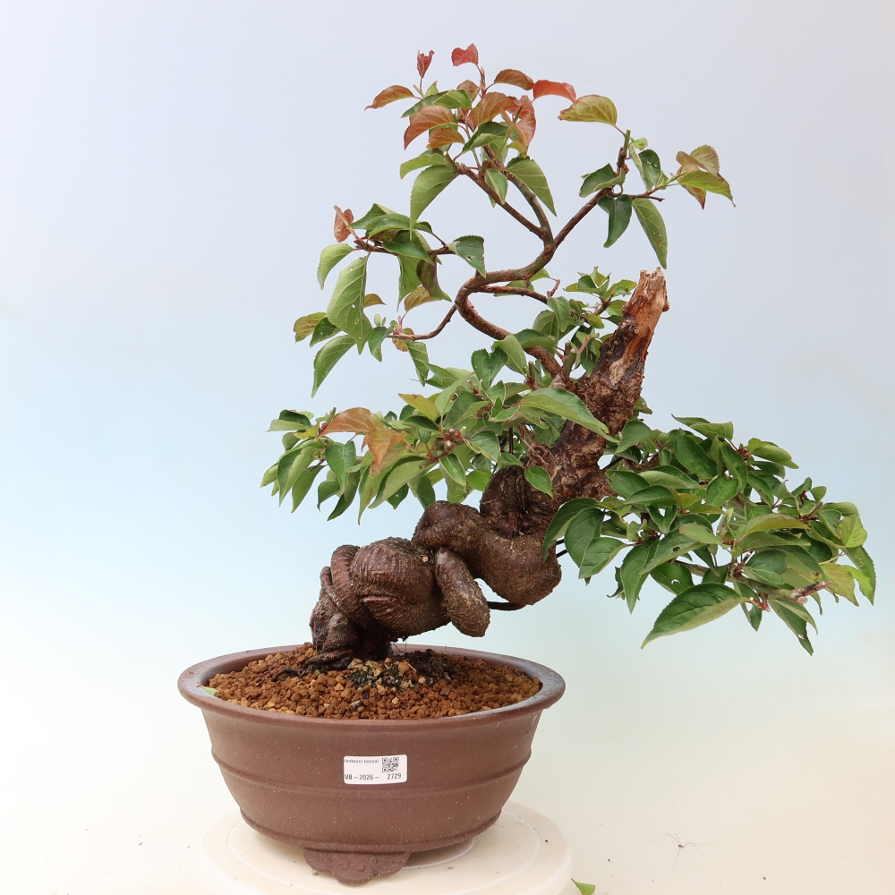 Kültéri bonsai – Japán barack – Prunus Mume