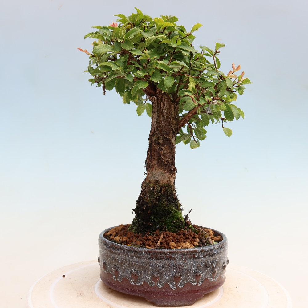 Kültéri bonsai - Zelkova - Zelkova NIRE