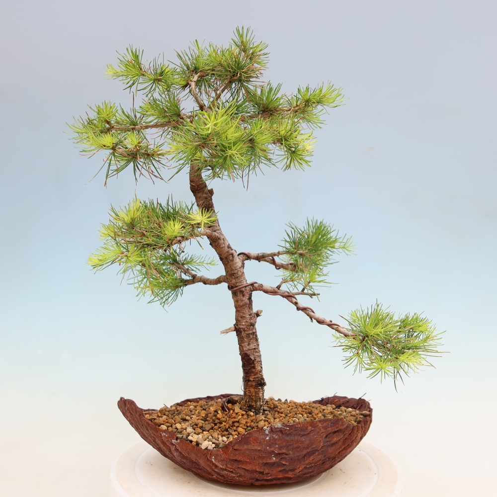 Kültéri bonsai - Larix decidua - vörösfenyő
