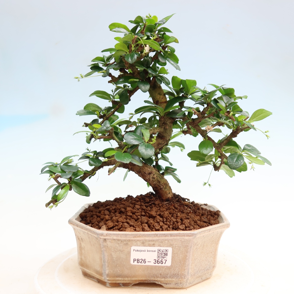 Szobai bonsai - Carmona macrophylla - Tea fuki