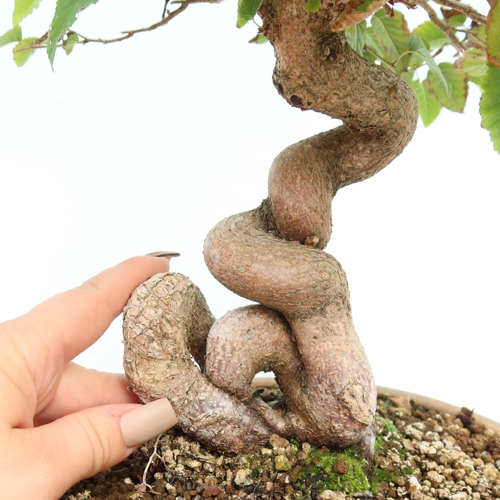 Kültéri bonsai -Carpinus CARPINOIDES - Koreai gyertyánfa