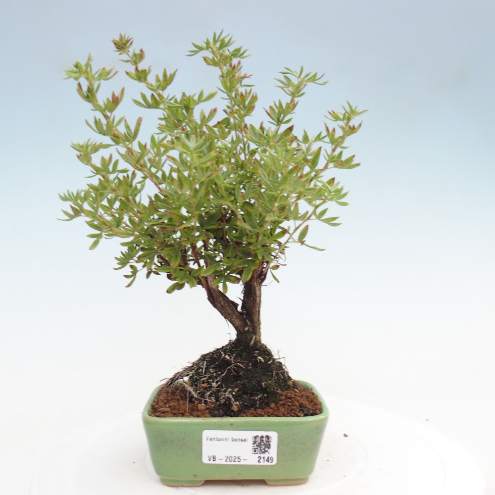 Kültéri bonsai - Potentila fruticosa sárga Bird