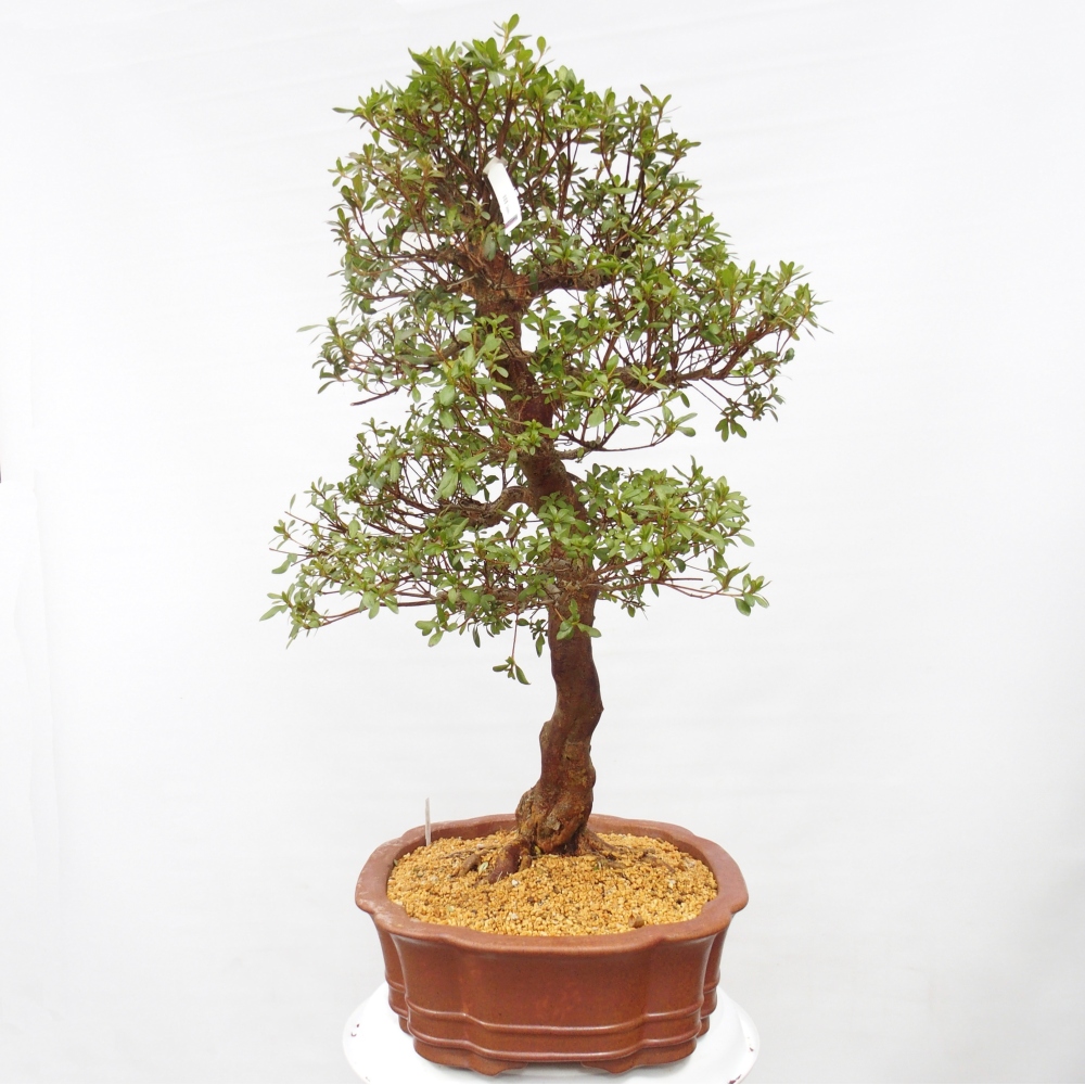 Kültéri bonsai - Japán azálea - Azálea Sayaka