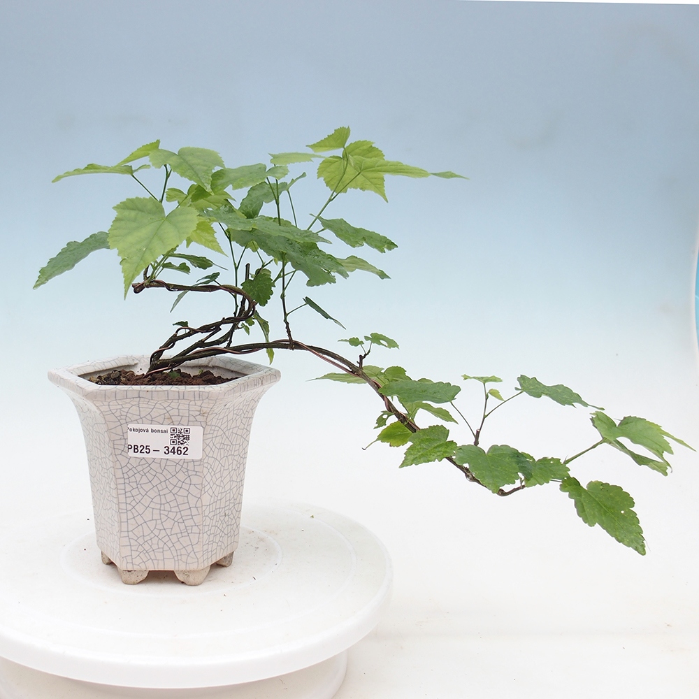 Szobai bonsai - Abutilon Red Trumpet - Szobai lime