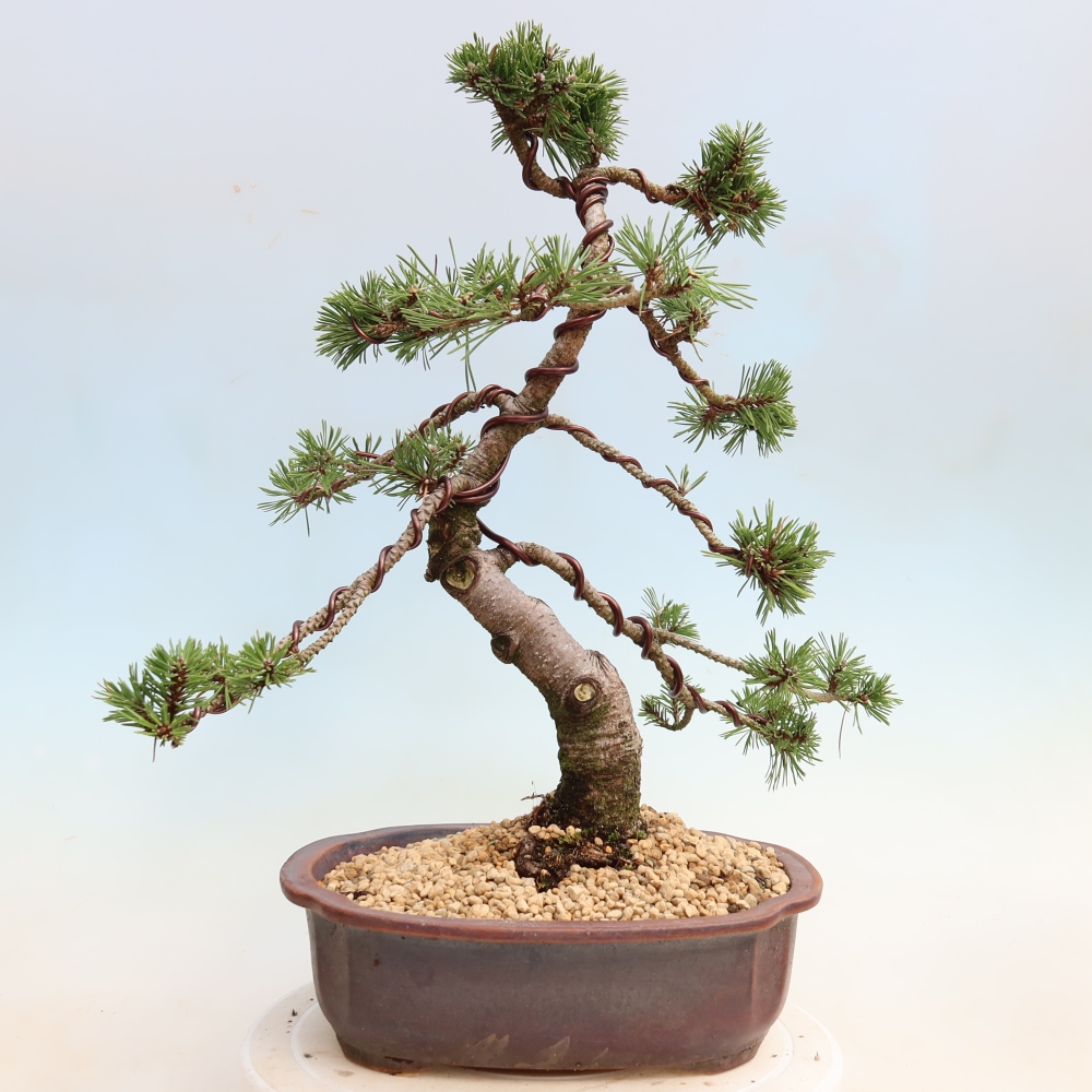 Kültéri bonsai – Pinus mugo Humpy – Törpefenyő