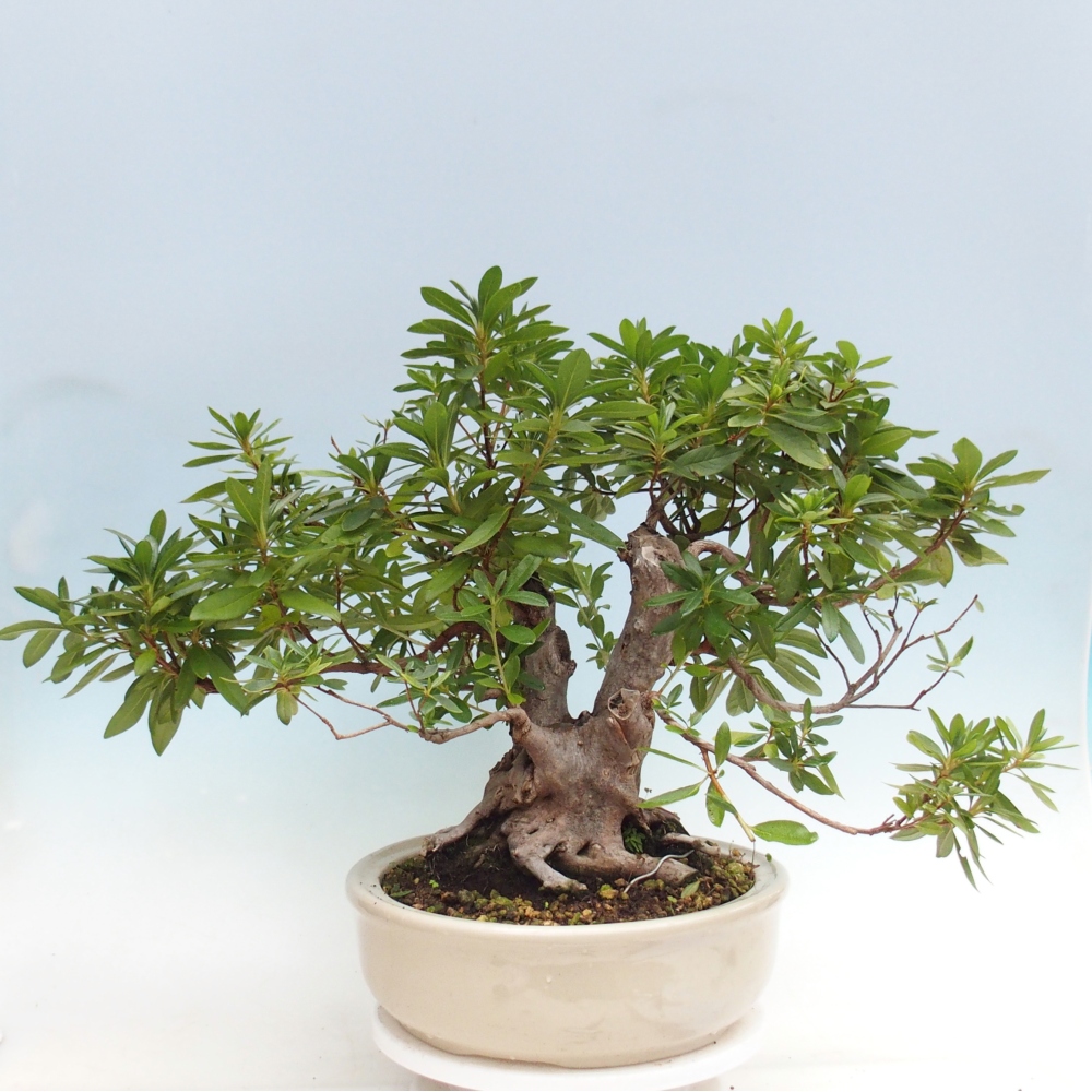 Szobai bonsai - Rhododendron simsii - Pennywort