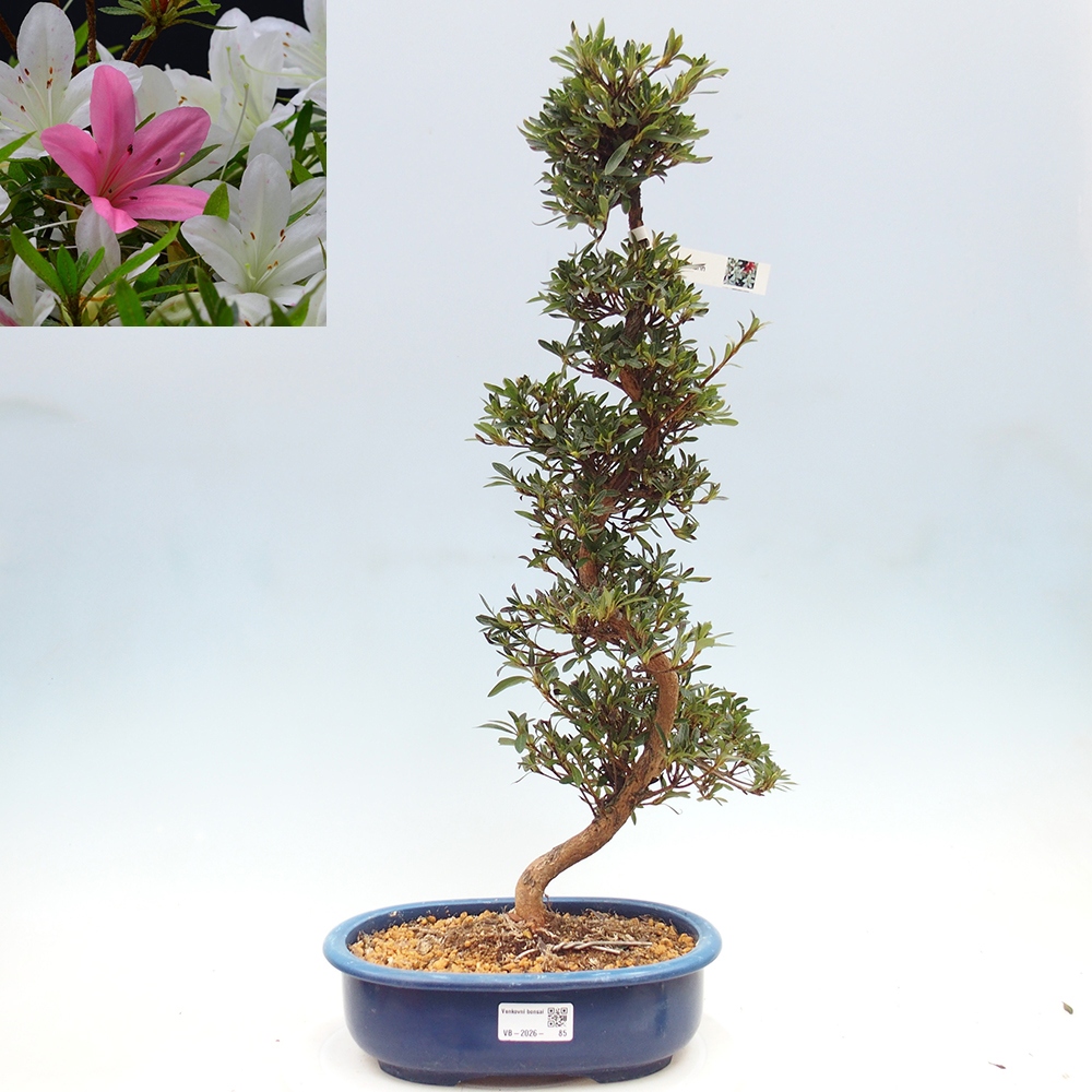 Kültéri bonsai - Japán azálea - Azalea Hakurin