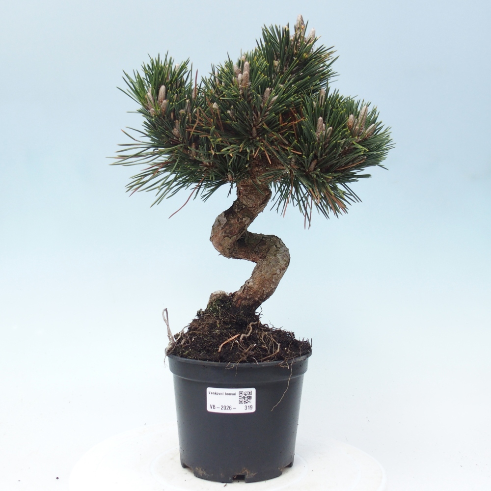 Kültéri bonsai - Pinus thunbergii senjyumaru - Thunberg fenyő