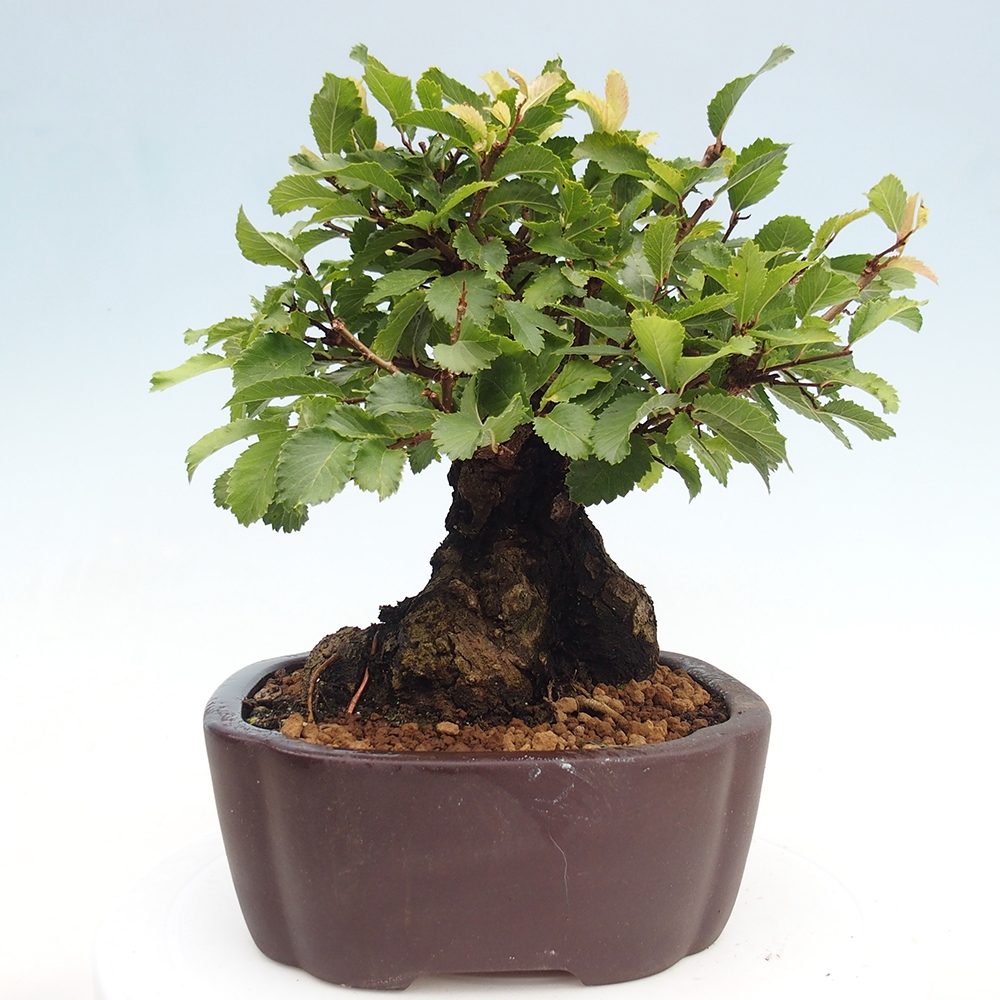 Kültéri bonsai - Zelkova - Zelkova NIRE