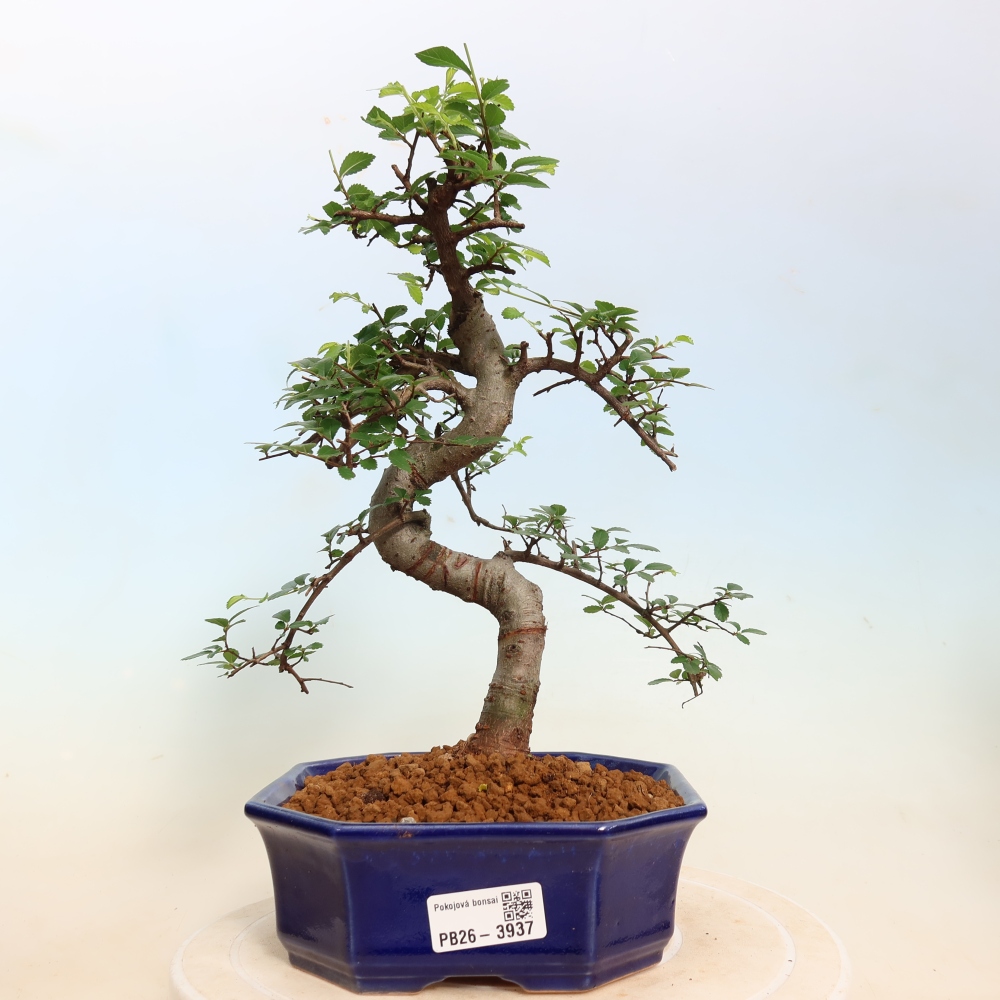 Szobai bonsai - Ulmus parvifolia - Kislevelű szilfa