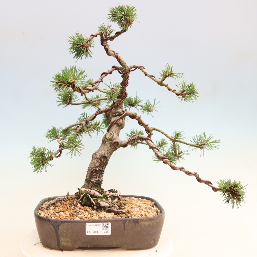 Kültéri bonsai – Pinus mugo Humpy – Törpefenyő