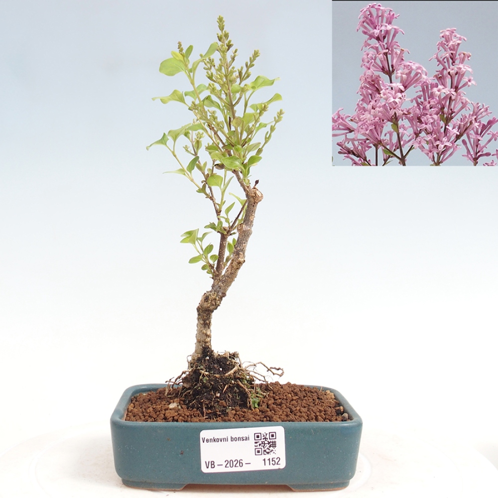 Kültéri bonsai - Syringa Meyeri Palibin - Meyer's Lilac