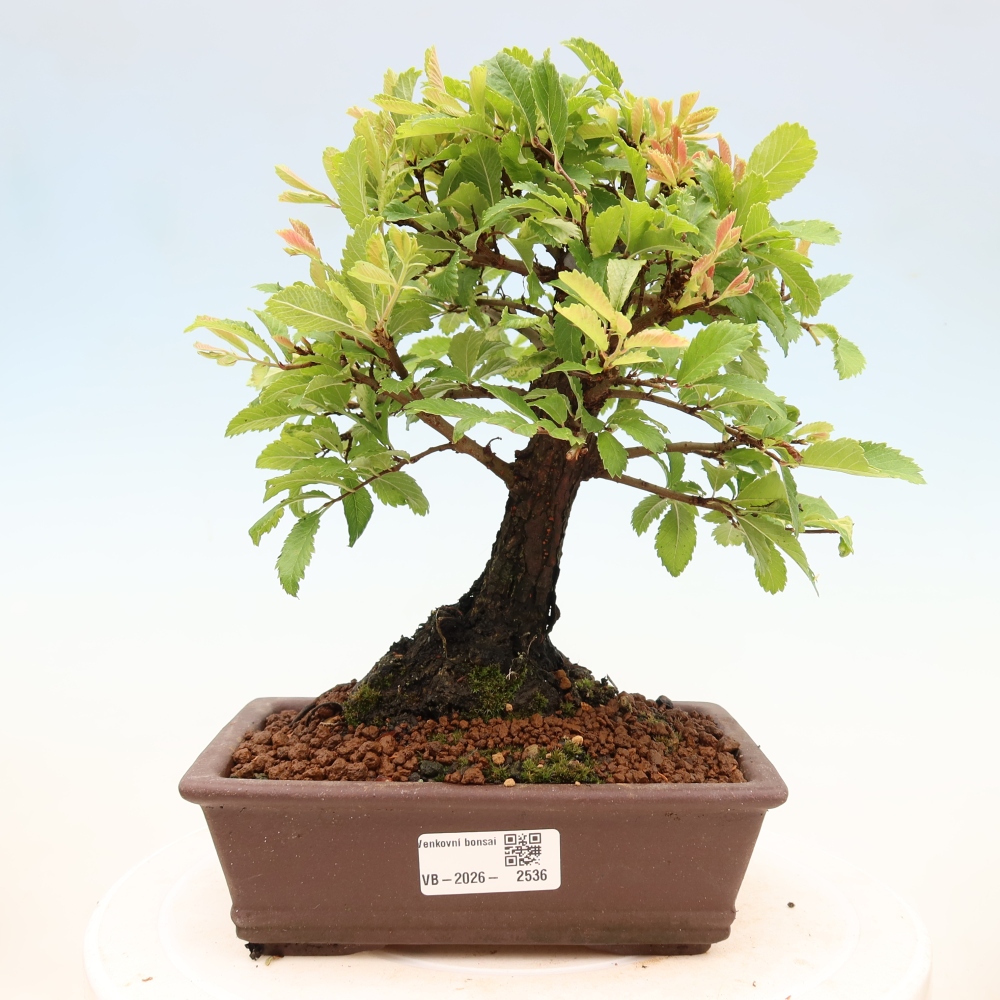 Kültéri bonsai - Zelkova - Zelkova NIRE