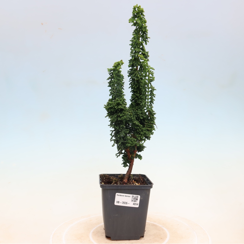 Kültéri bonsai - Cham. obtusa SEKKA HINOKI - Cifra ciprus