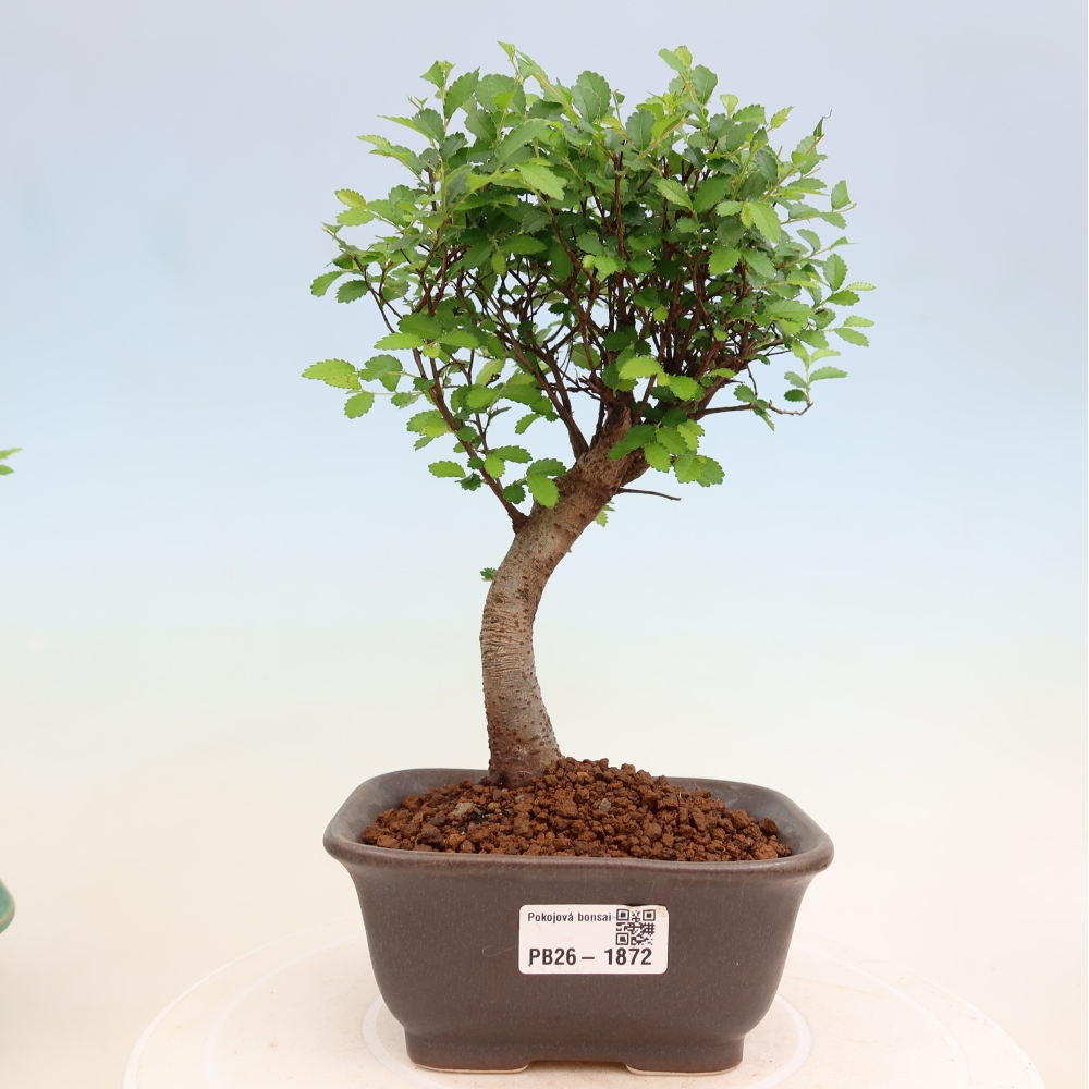 Szobai bonsai - Ulmus parvifolia - Kislevelű szilfa