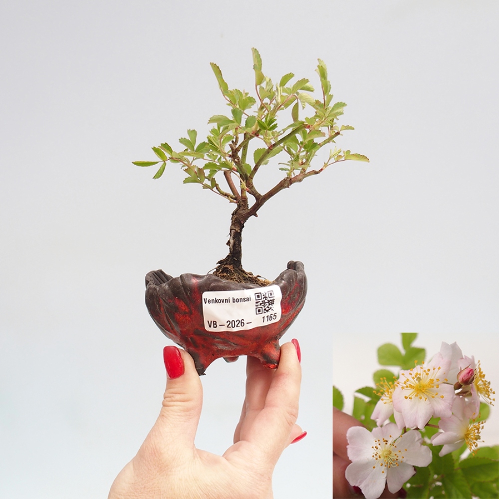 Kültéri bonsai - Rosa sp. - kisvirágú rózsa