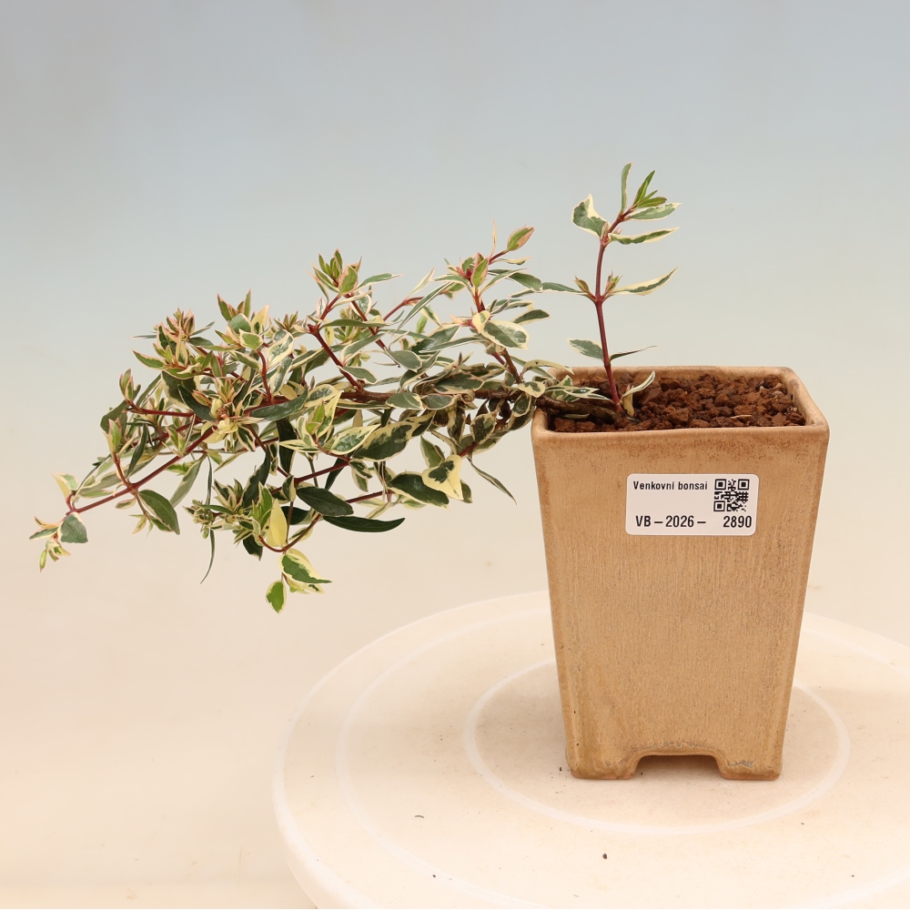 Kültéri bonsai – Abelia gr. Confetti – Nagyvirágú abélia