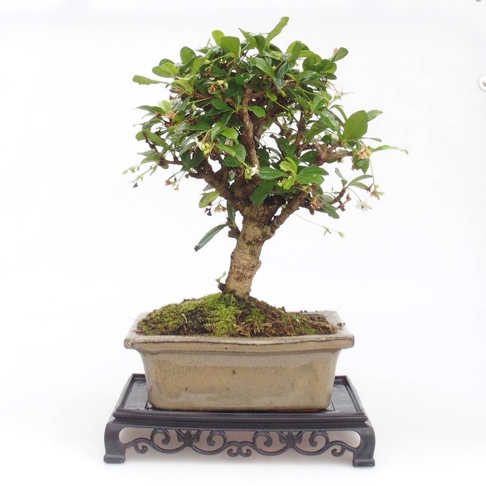 Bonsai asztal műanyag téglalap 18 x 12 x 3,5 cm, fekete