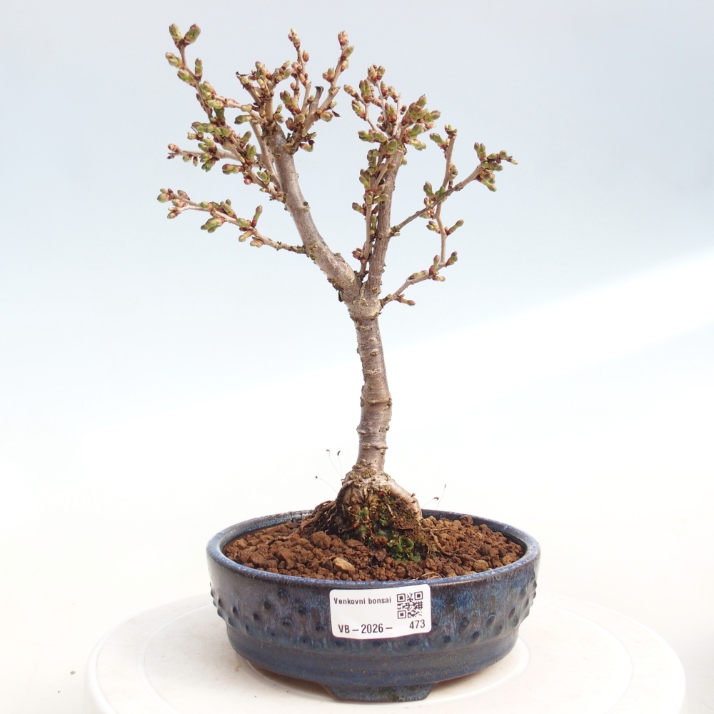Kültéri bonsai - Prunus incisa Kojou-no mai-Plivon kivágva