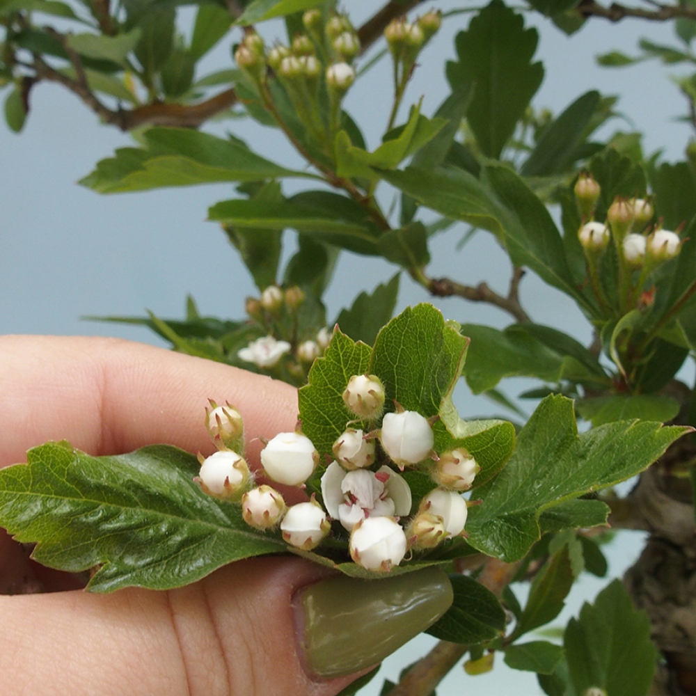 Kültéri bonsai - Galagonya - Crataegus cuneata