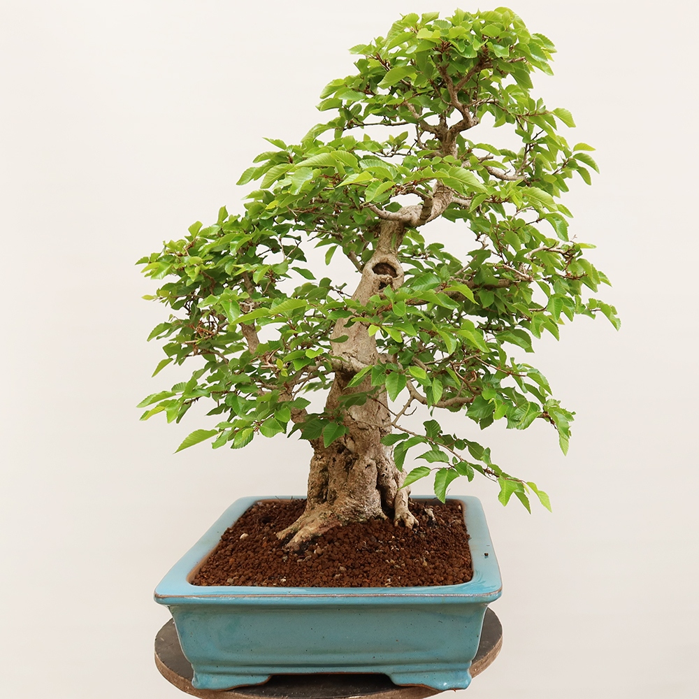 Kültéri bonsai -Carpinus Coreana - Koreai gyertyánfa