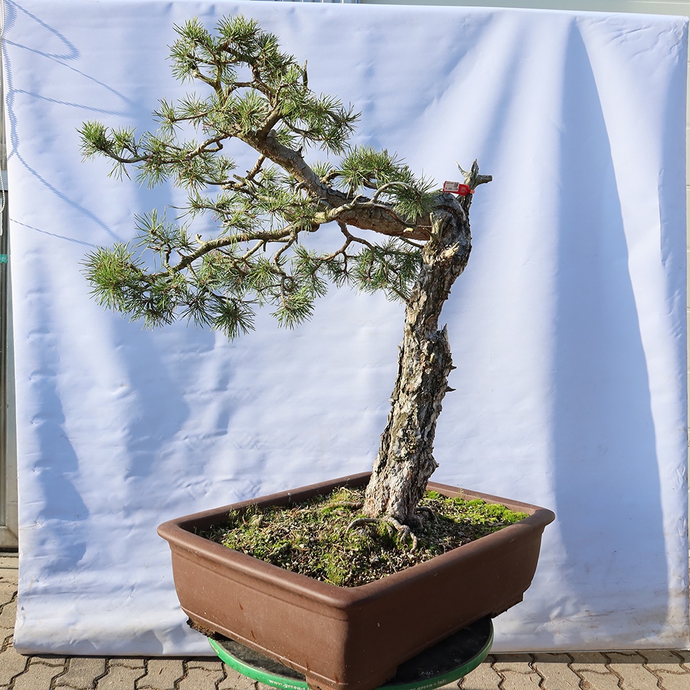 Pinus sylvestris Spanyolország – erdei fenyő