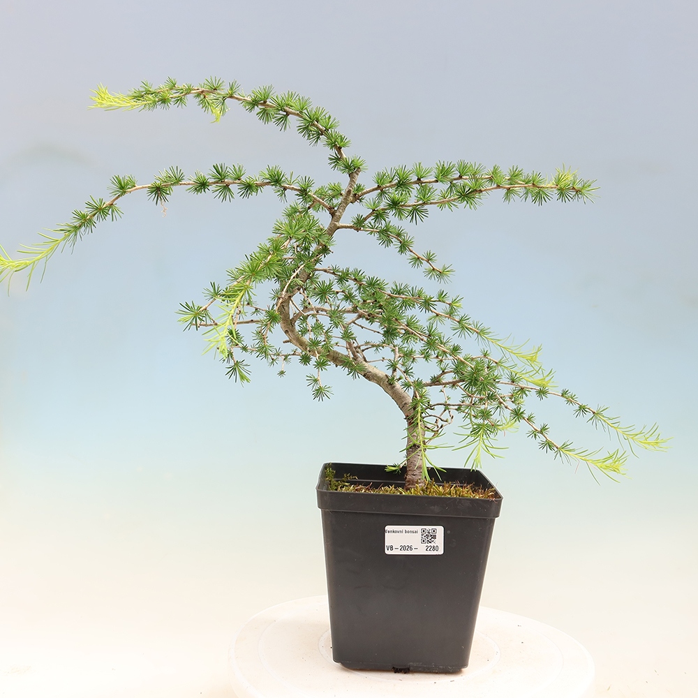 Kültéri bonsai - Larix decidua - vörösfenyő