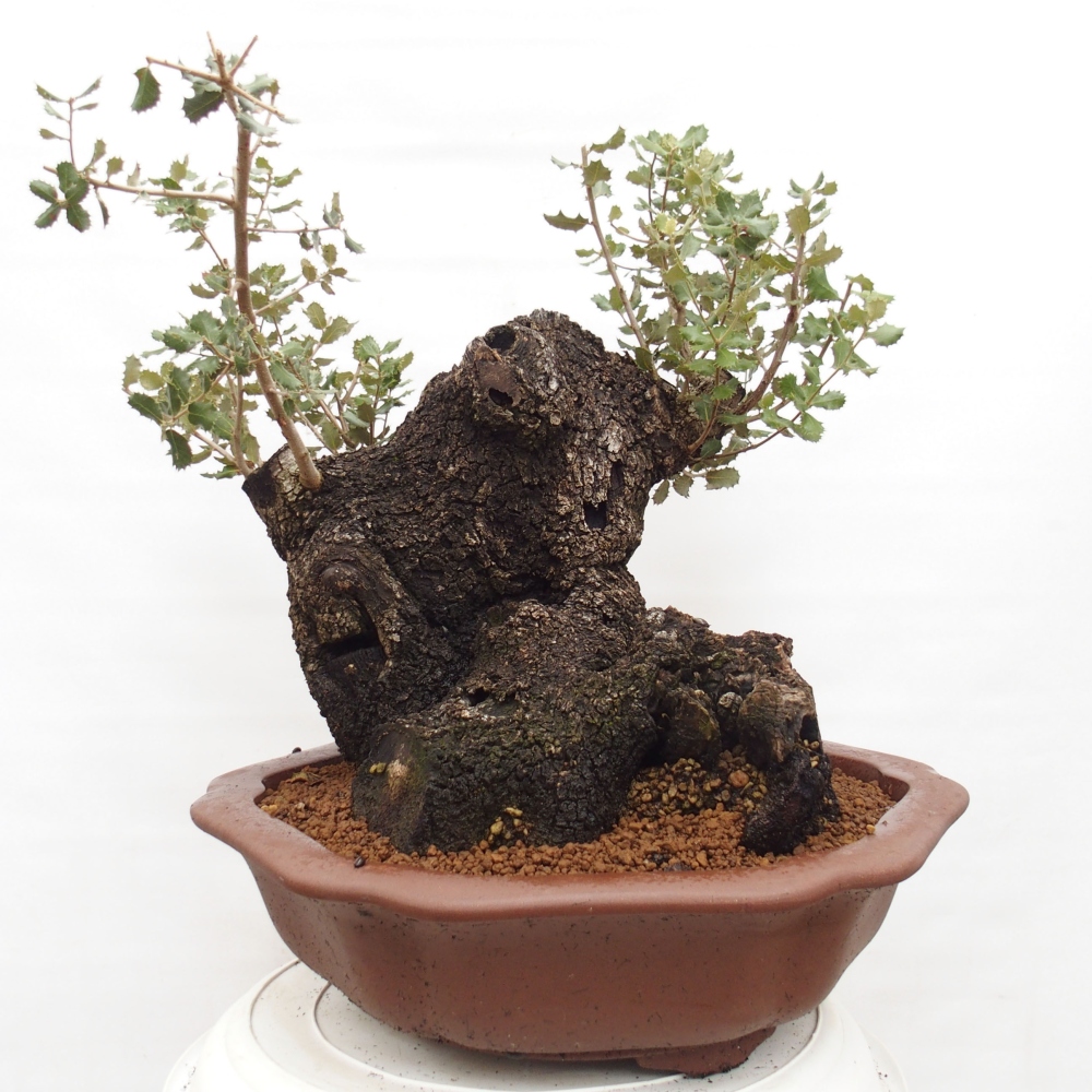Yamadori - Quercus Ilex - Tölgy magyal