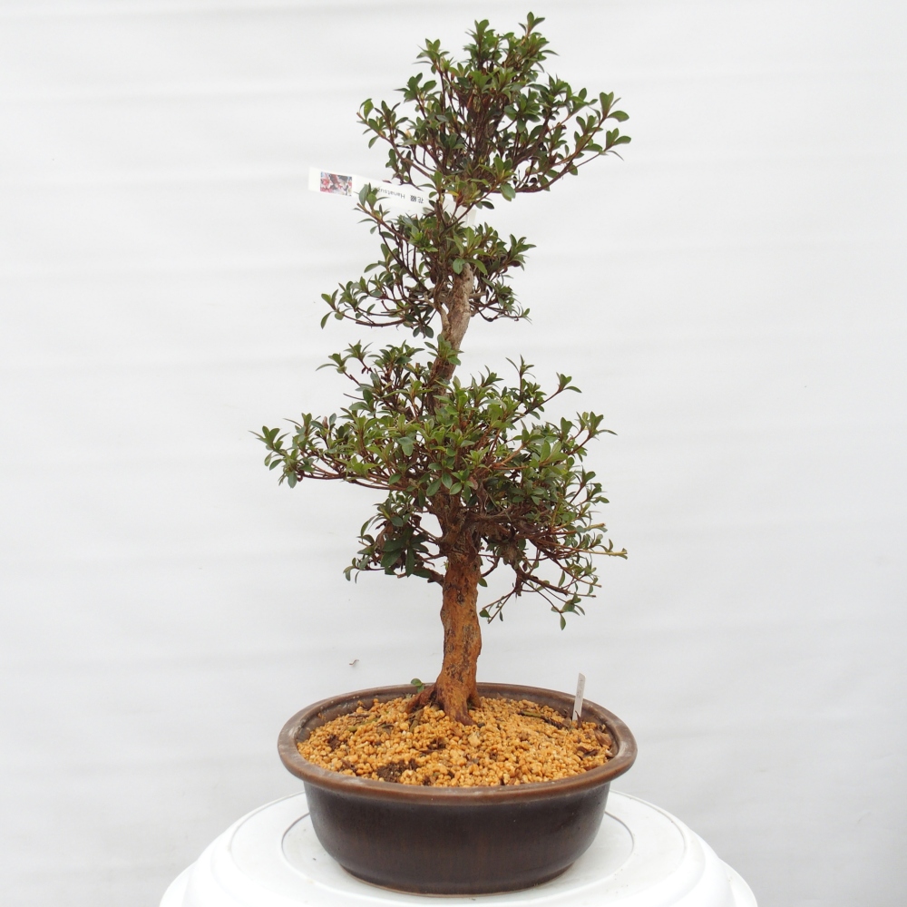 Kültéri bonsai - Japán azálea - Azalea Hanatsuzuri