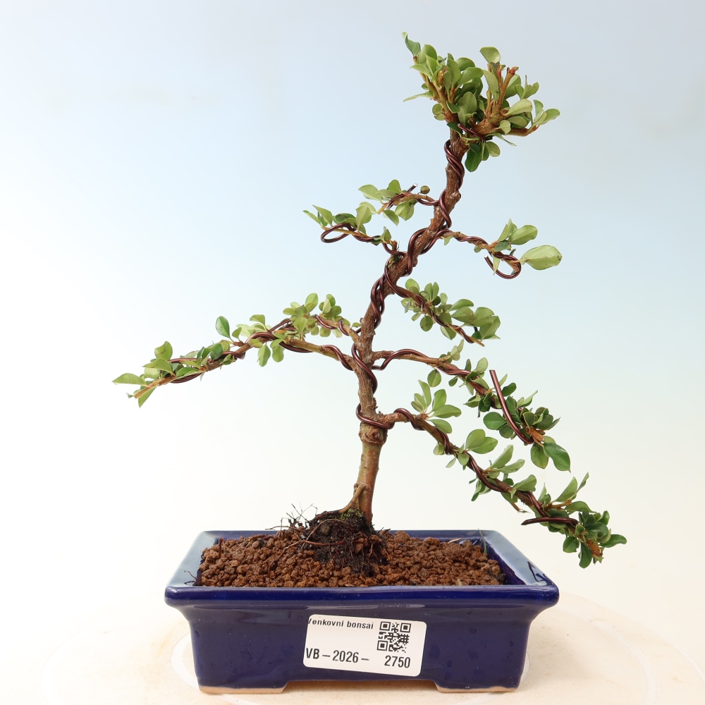Kültéri bonsai - Cotoneaster horizontalis - Rocky Mountain
