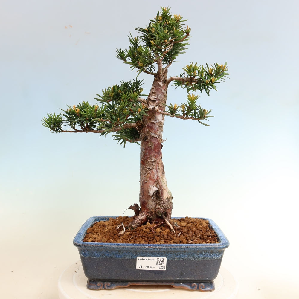 Kültéri bonsai - Taxus cuspidata - japán tiszafa