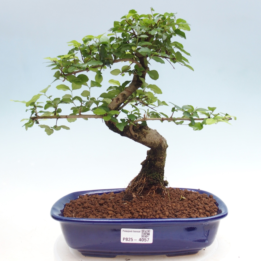 Szobai bonsai -Ligustrum chinensis - Madárcsőr