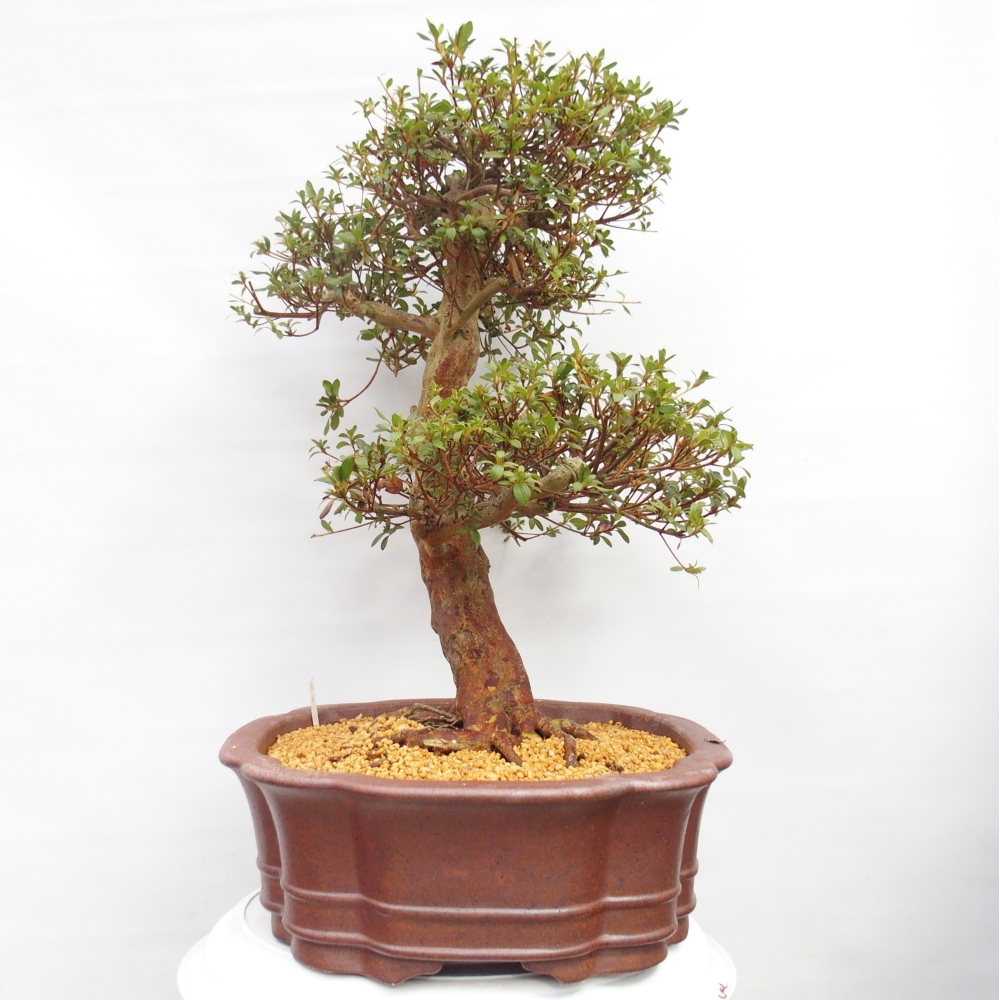 Kültéri bonsai - Japán azálea - Azalea Miyabihime