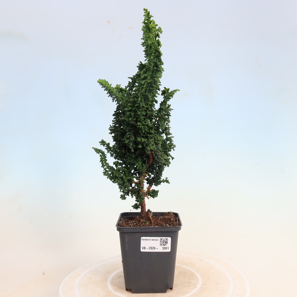 Kültéri bonsai - Cham. obtusa SEKKA HINOKI - Cifra ciprus