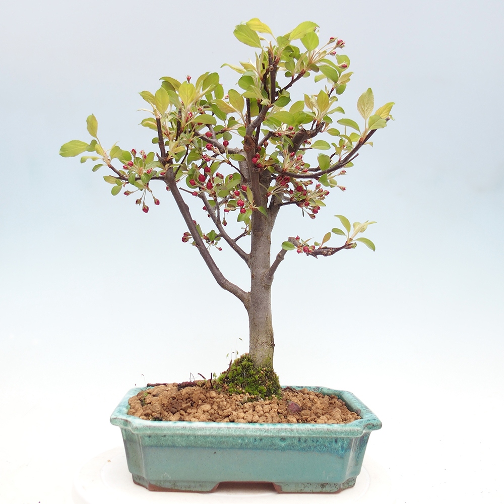 Kültéri bonsai -Malus domestica - Kis gyümölcsű piros levelű almafa